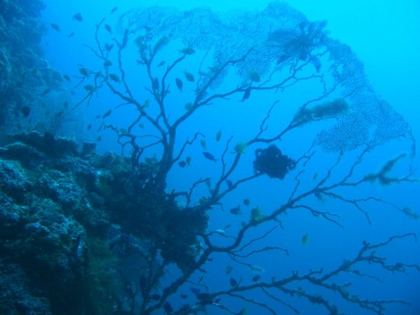 Reef Without Borders coral reef restoration Cebu Philippines