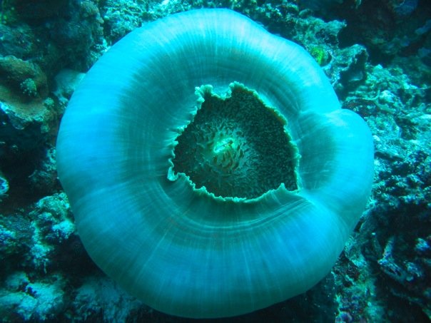 Reef Without Borders coral reef restoration Cebu Philippines