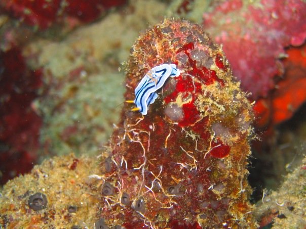 Reef Without Borders coral reef restoration Cebu Philippines