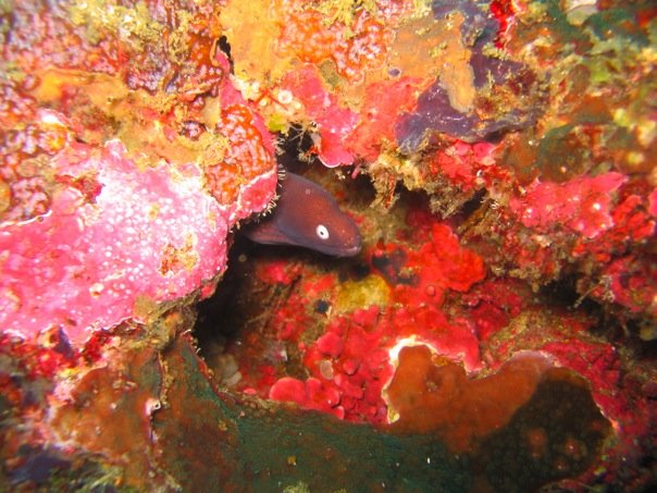 Reef Without Borders coral reef restoration Cebu Philippines