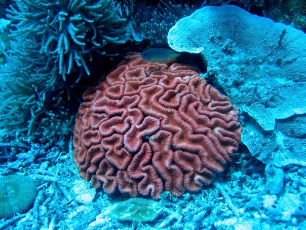 Reef Without Borders coral reef restoration Cebu Philippines