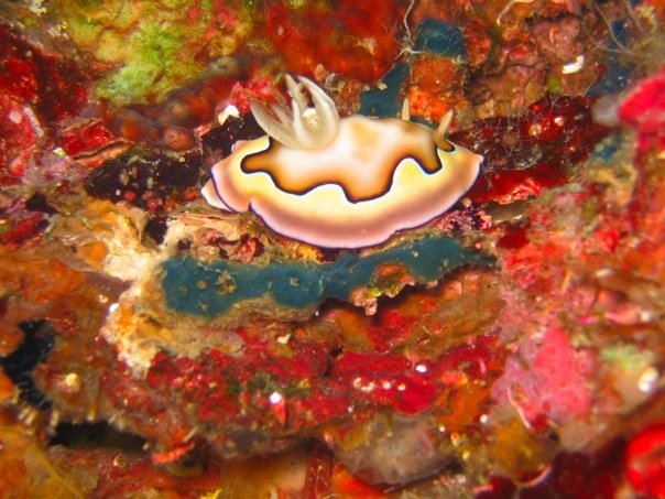 Reef Without Borders dive operations in Cebu