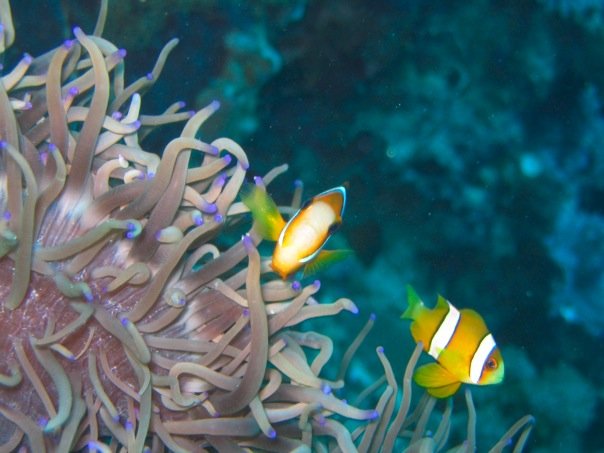 Philippine coral reef restoration