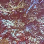 Transparency in Environmental Nonprofits: Why It Matters and What to Look For - Reef Without Borders coral reef conservation blog