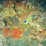 How to Support Coral Reef Conservation (Even If You Have Never Dived) - Reef Without Borders coral reef conservation blog