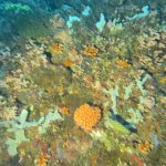 Marine Biodiversity and Why It Matters: The Case for the Coral Triangle - Reef Without Borders coral reef conservation blog