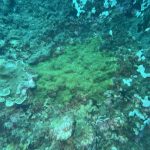 Reef Degradation in Southeast Asia: What the Data Shows - Reef Without Borders coral reef conservation blog