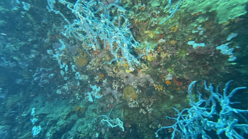 Coral restoration operations at Reef Without Borders Philippines dive base