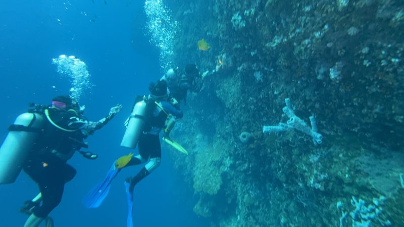 Reef Without Borders marine conservation dive research in Cebu Philippines