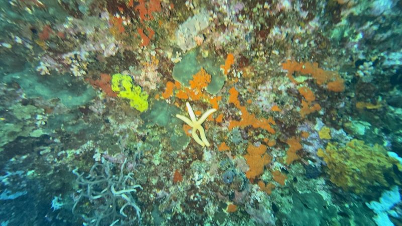Coral reef restoration work at Reef Without Borders Mactan Philippines field site