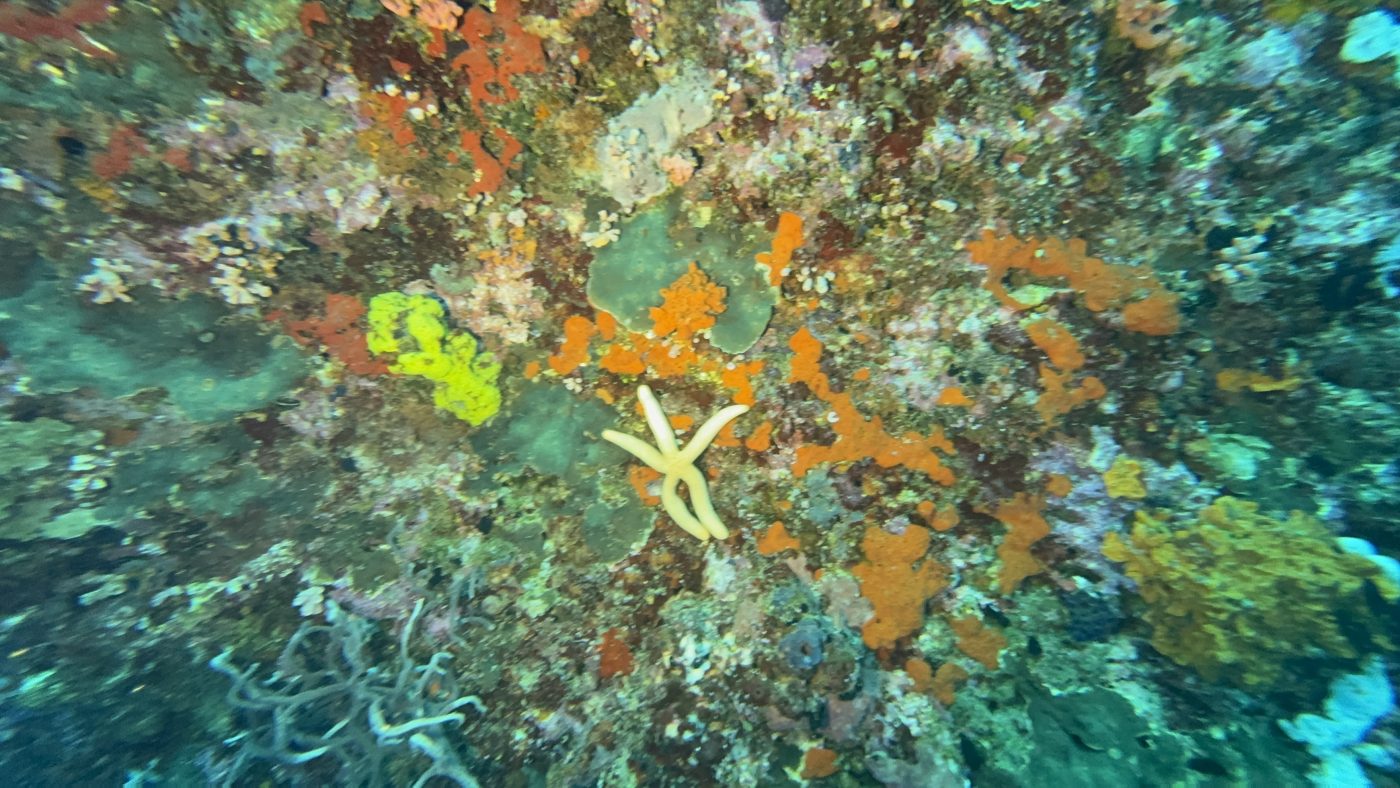 What Coral Reefs Are and Why They Matter - Reef Without Borders coral reef conservation blog