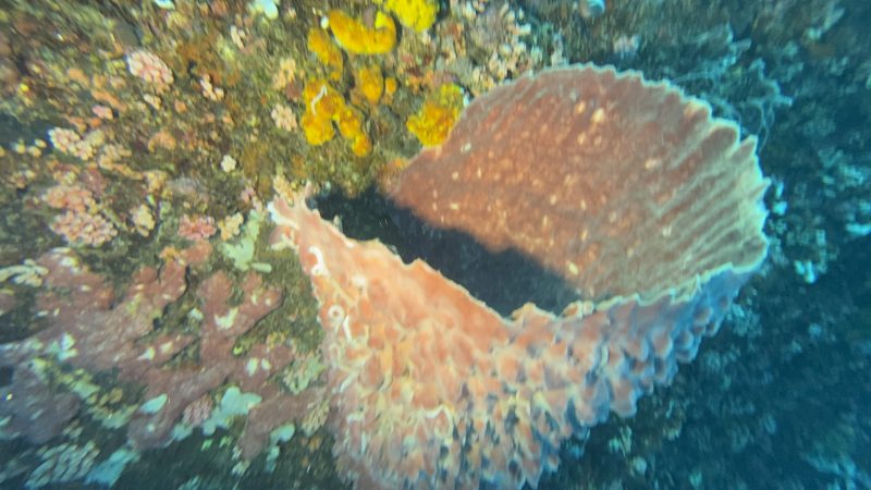 Marine conservation fieldwork at Reef Without Borders Philippines dive site