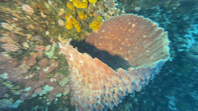 Reef restoration dive operations at Reef Without Borders Mactan Cebu Philippines