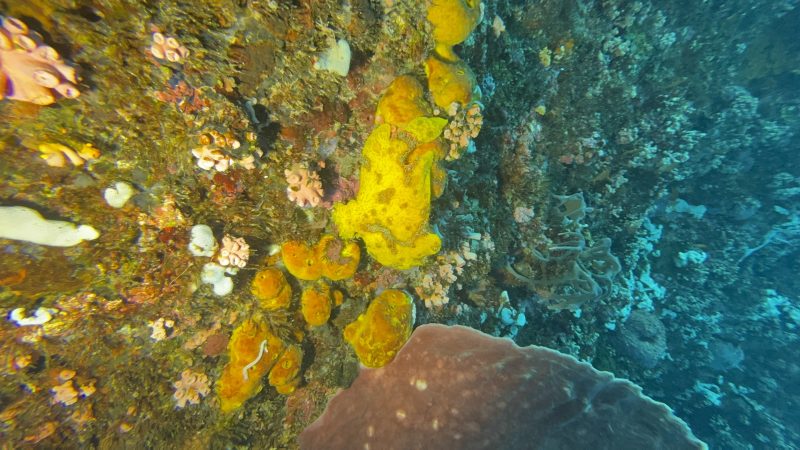 Coral reef fragment transplant at Reef Without Borders restoration site Cebu
