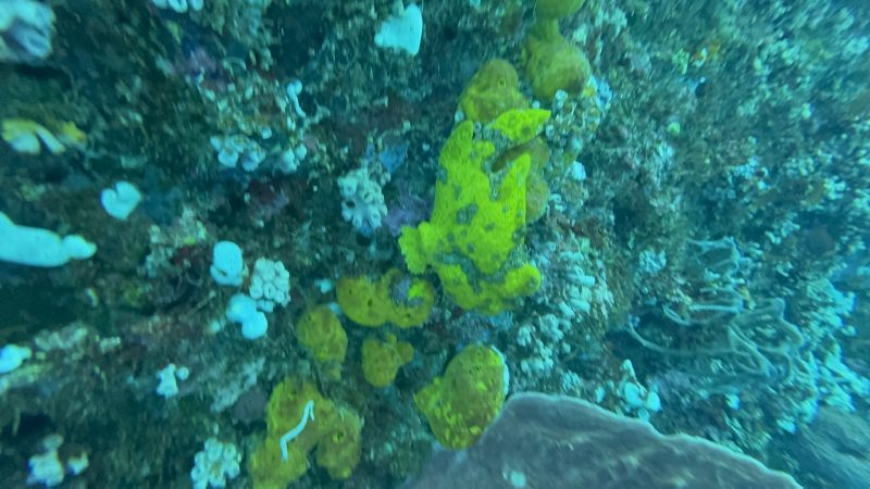 Underwater coral health assessment at Reef Without Borders Philippines dive site