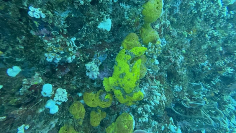 Scientific reef monitoring at Reef Without Borders Cebu Philippines operations