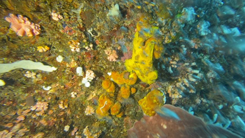 Marine ecosystem restoration work at Reef Without Borders Cebu Philippines