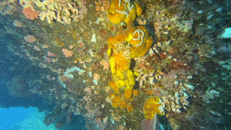 Reef Without Borders dive team conducting coral restoration in Cebu Philippines