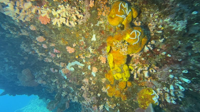 Coral reef restoration progress at Reef Without Borders Mactan Cebu Philippines