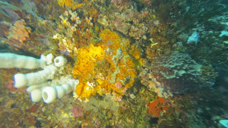Marine conservation dive operations at Reef Without Borders Philippines