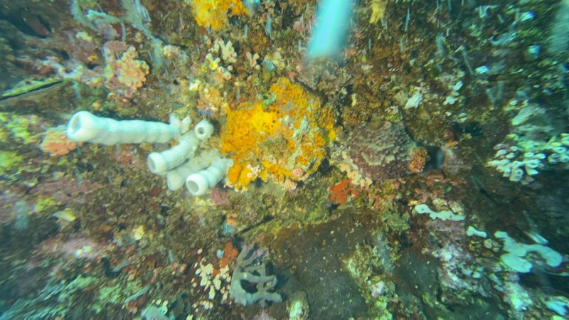 Reef restoration fieldwork at Reef Without Borders Cebu Philippines dive operations