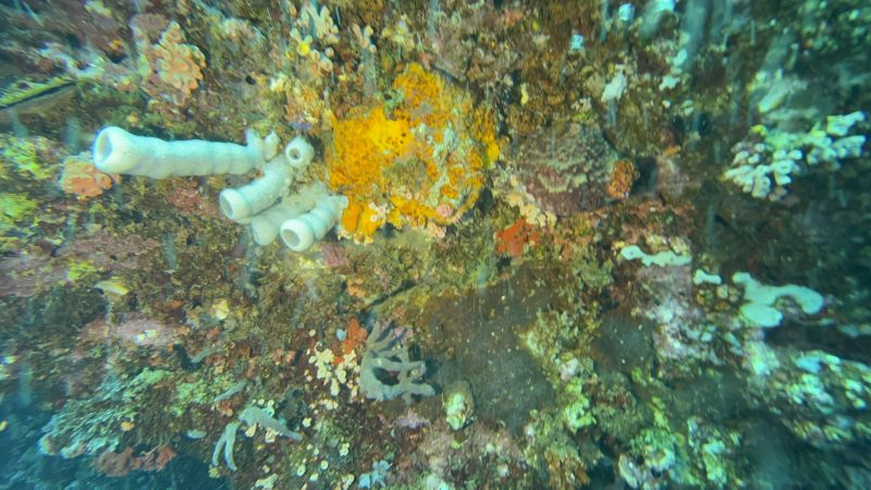 Underwater coral reef survey at Reef Without Borders Mactan Cebu restoration