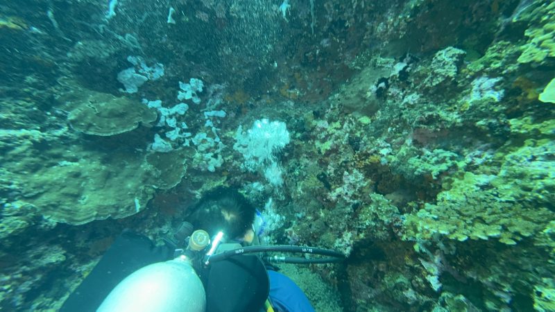 Coral fragment planting technique used by Reef Without Borders in Cebu