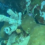 Reviving Our Reefs: The Mission of Reef Without Borders - Reef Without Borders coral reef conservation blog