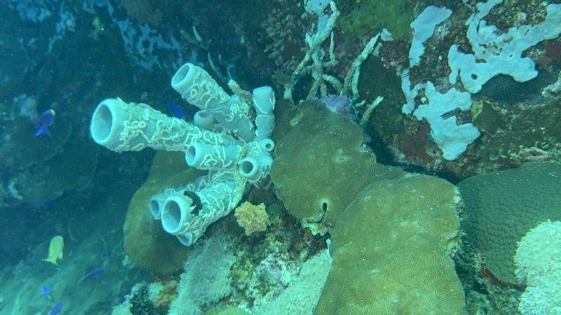 Marine ecosystem health monitoring at Reef Without Borders Philippines