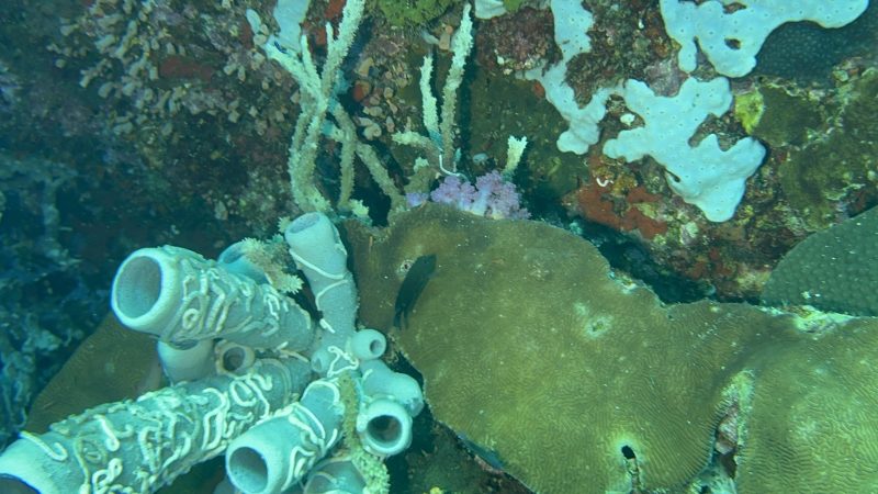 Coral restoration dive at Reef Without Borders Cebu Philippines conservation site