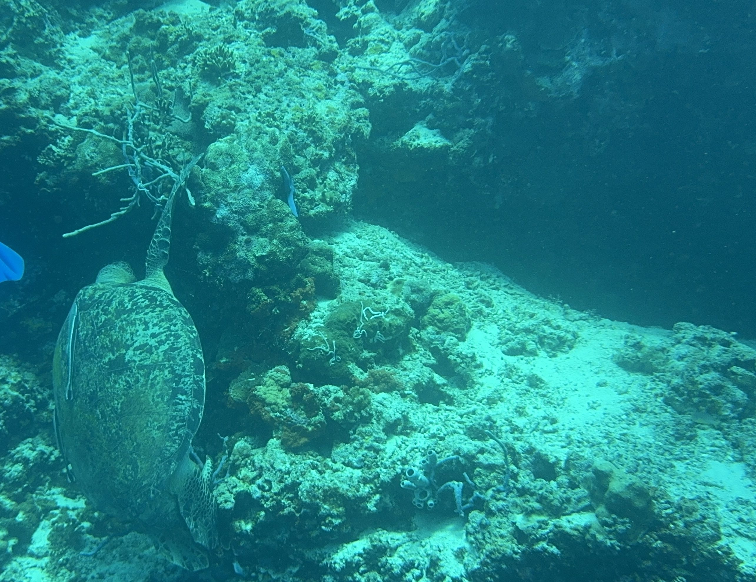 Coral reef monitoring at Reef Without Borders Philippines restoration base