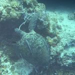Why Your Support Matters: The Real Impact of Reef Restoration Donations - Reef Without Borders coral reef conservation blog