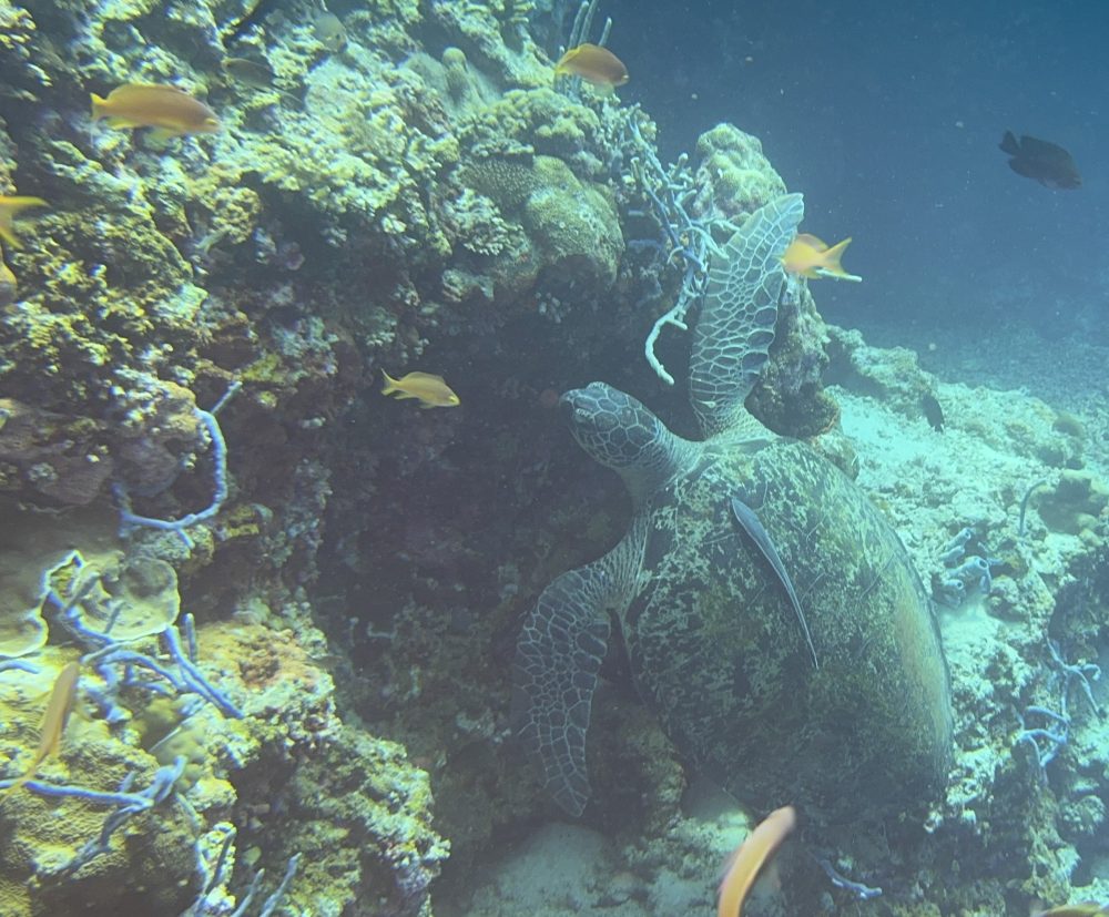 Underwater restoration work by Reef Without Borders in Mactan Cebu reef