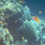Reef Without Borders 2026 Launch Report: Where We Stand and Where We Are Going - Reef Without Borders coral reef conservation blog