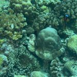 How Donations Are Used in Reef Restoration at Reef Without Borders - Reef Without Borders coral reef conservation blog