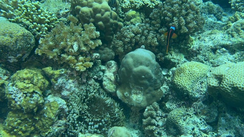 Marine ecosystem at Reef Without Borders field station showing biodiversity