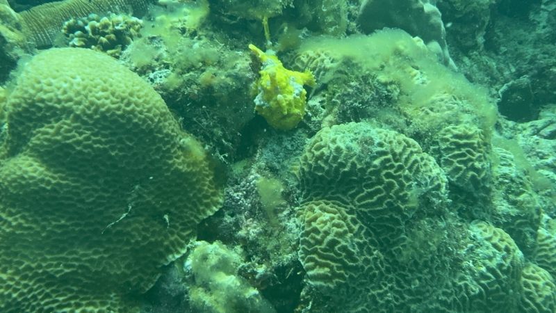 Community engagement with local fishermen supporting reef restoration Cebu Philippines