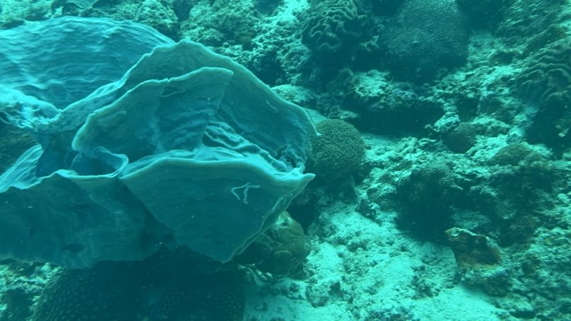 Local community members working alongside Reef Without Borders dive team