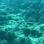 Climate Change and Coral Bleaching Explained - Reef Without Borders coral reef conservation blog