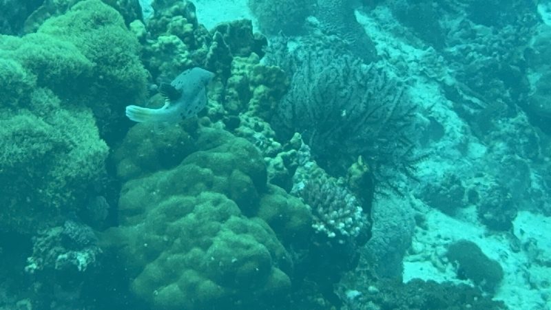 Local diver partner working with Reef Without Borders on coral restoration