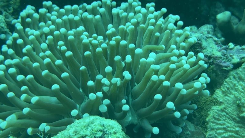 Community-led coral conservation in Cebu Philippines coastal area