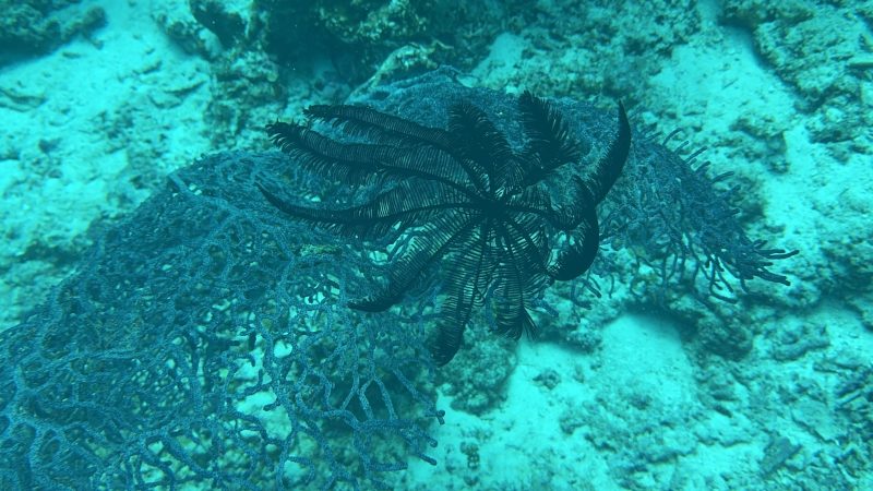 Calm underwater reef scene at Reef Without Borders restoration area Cebu
