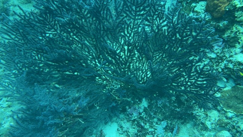 Conservation expedition participant planting coral at Reef Without Borders