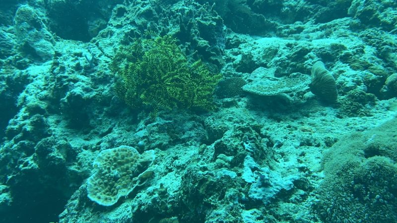 Volunteer diver joining coral reef restoration expedition in Cebu Philippines