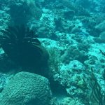 Why Coral Reefs Are Dying Faster Than Ever - Reef Without Borders coral reef conservation blog