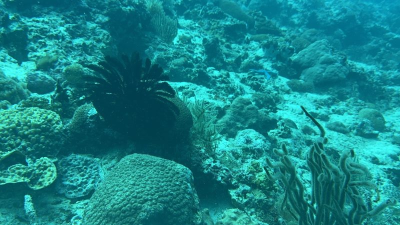 Ocean restoration fieldwork at Reef Without Borders Cebu Philippines