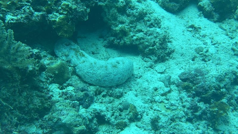 Ocean conservation fieldwork at Reef Without Borders Cebu Philippines field site