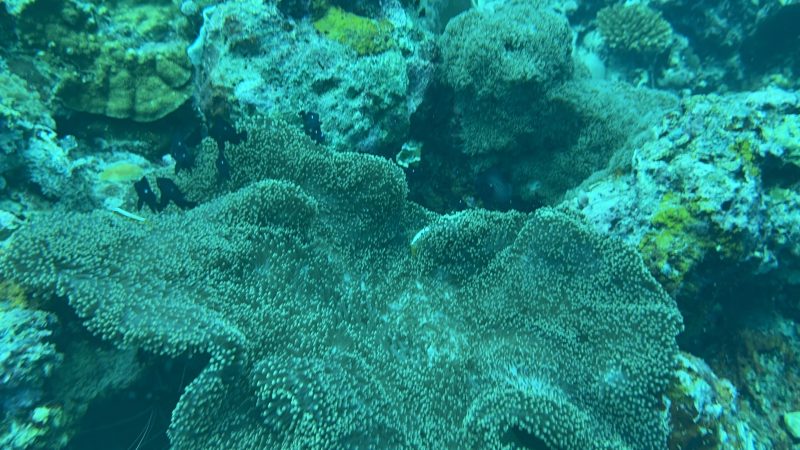Marine conservation supported by corporate partners of Reef Without Borders