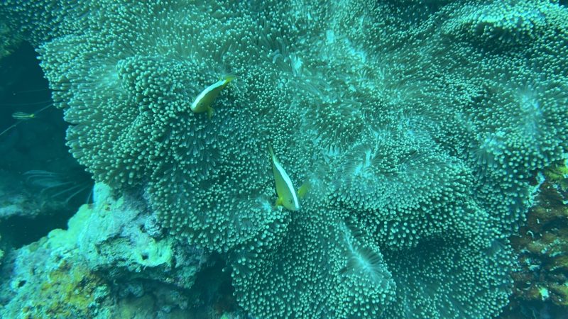 Coral planting funded by donors at Reef Without Borders in Philippines
