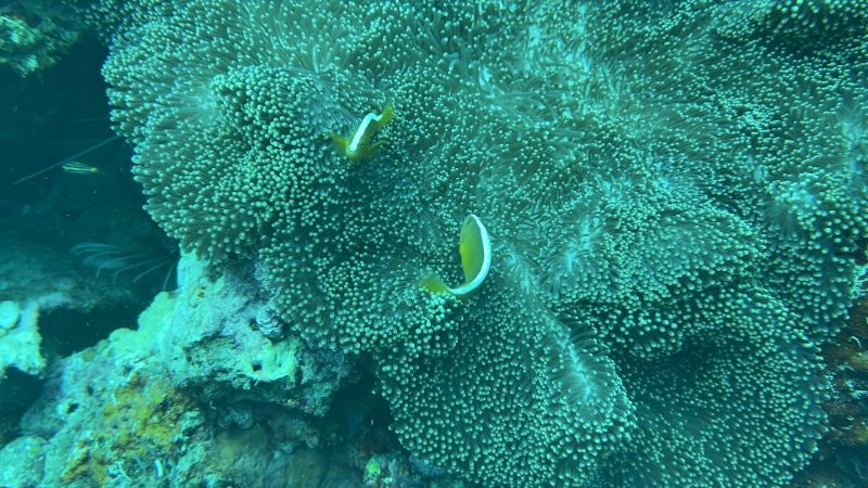 Restored coral reef section at Reef Without Borders Philippines field site